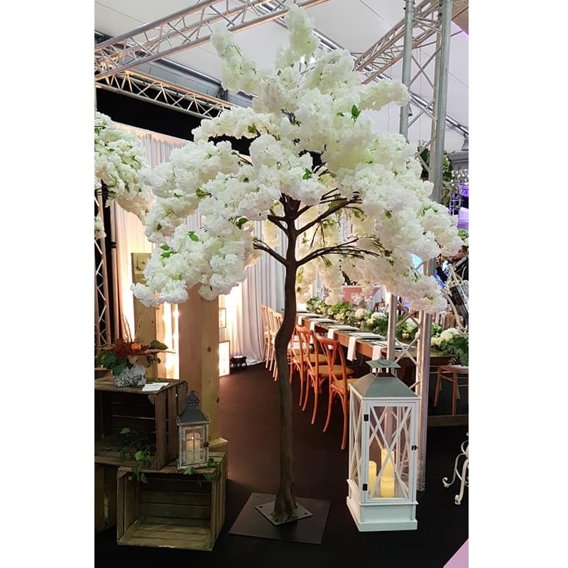 Location arbre cerisier blanc H2m70 - Clauday Evénements